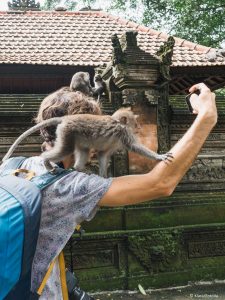 Javaneraffen im Monkey Forest in Ubud auf einem Besucher