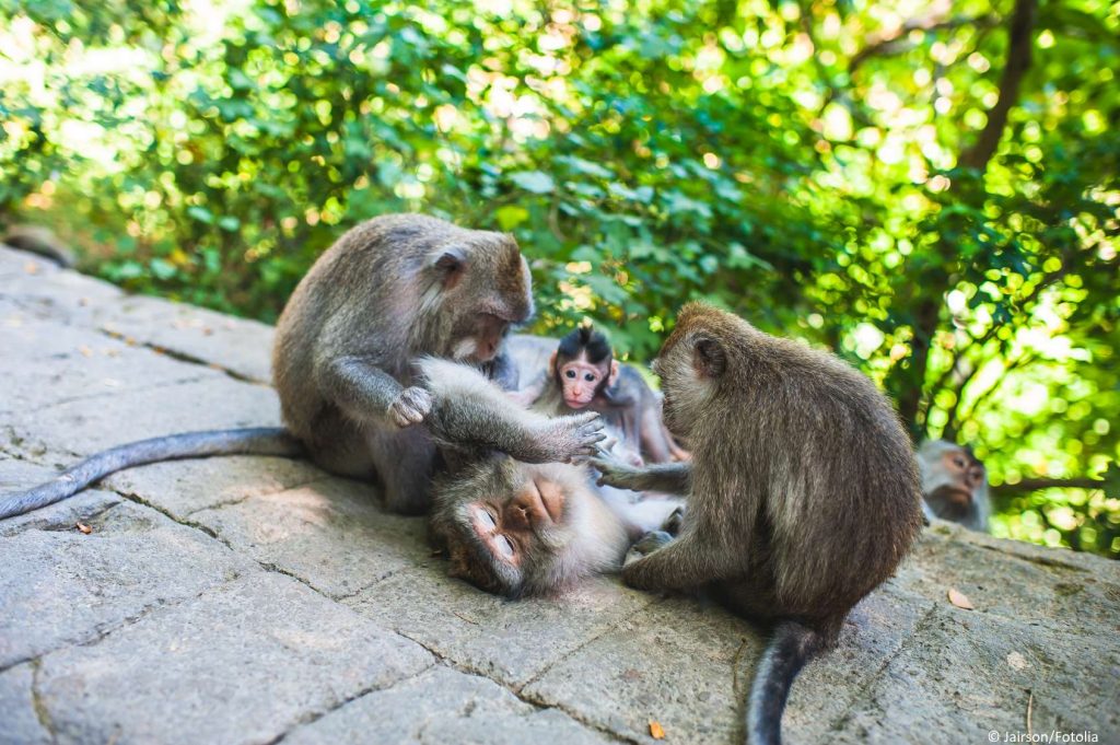 Langschwanzmakaken im Monkey Forest Ubud