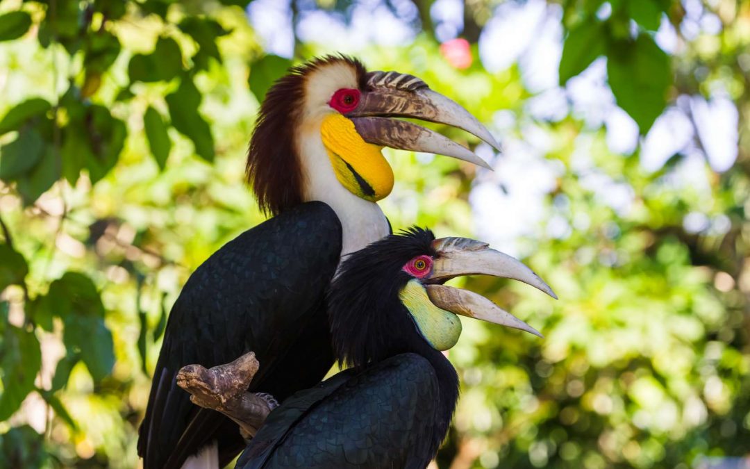 Der Bali Bird Park – Seltene Vögel in natürlicher Umgebung